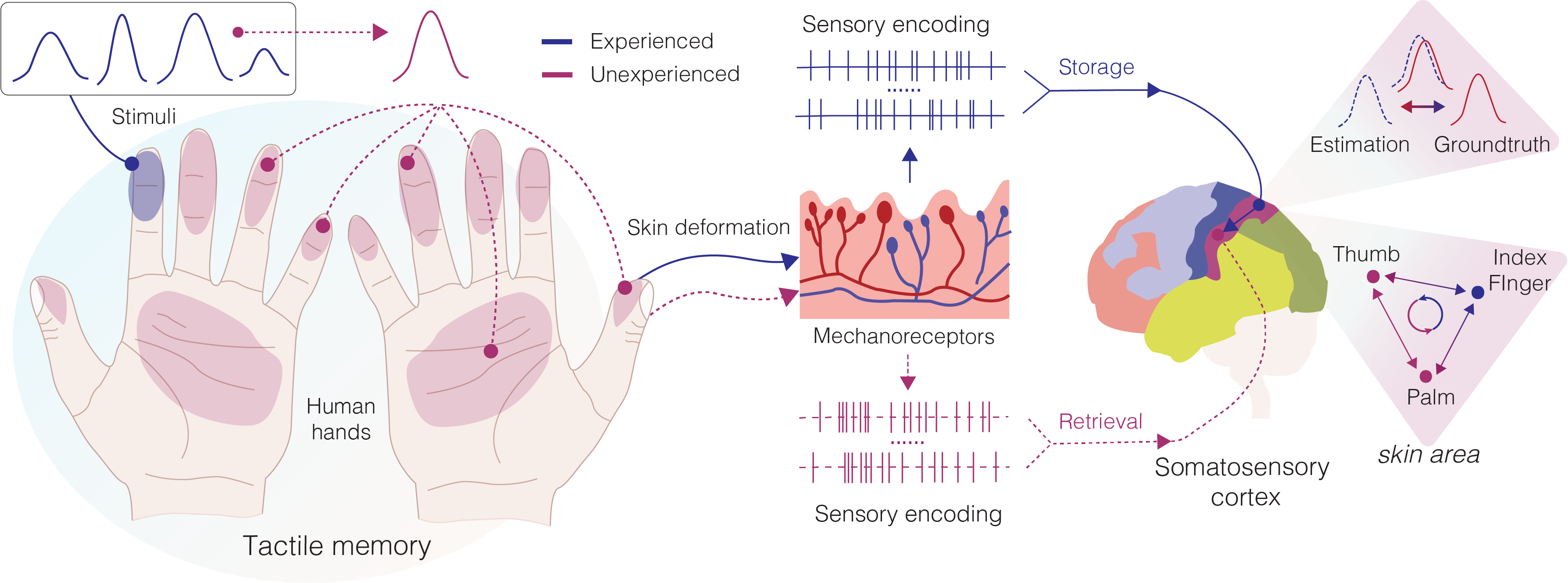 Human tactile memory